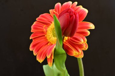 Gerbera ve lale çiçekleri siyah arkaplanı kapatır 