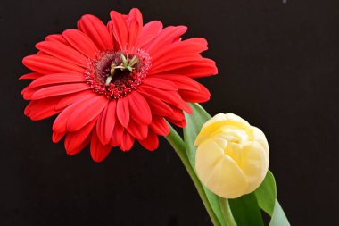 Gerbera ve lale çiçekleri siyah arkaplanı kapatır 
