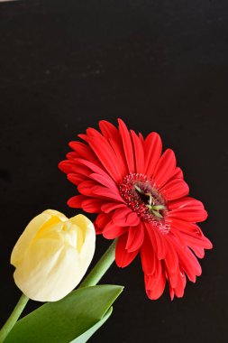 Gerbera ve lale çiçekleri siyah arkaplanı kapatır 