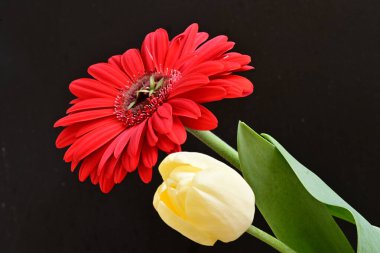 Gerbera ve lale çiçekleri siyah arkaplanı kapatır 
