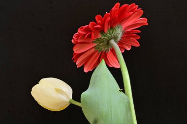 Gerbera ve lale çiçekleri siyah arkaplanı kapatır 