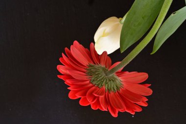 Gerbera ve lale çiçekleri siyah arkaplanı kapatır 
