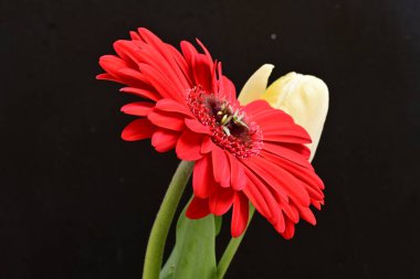 Gerbera ve lale çiçekleri siyah arkaplanı kapatır 