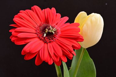 Gerbera ve lale çiçekleri siyah arkaplanı kapatır 
