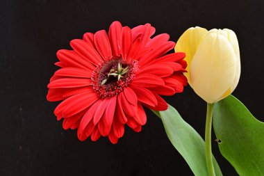 Gerbera ve lale çiçekleri siyah arkaplanı kapatır 