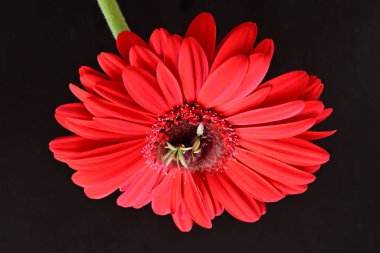 gerbera çiçeği siyah arkaplanda