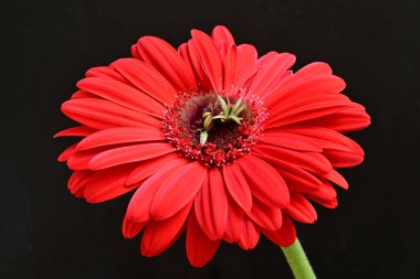 gerbera çiçeği siyah arkaplanda