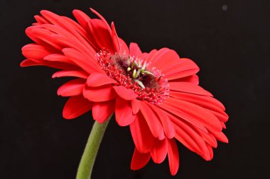 gerbera çiçeği siyah arkaplanda