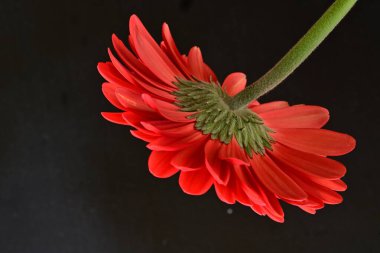 gerbera çiçeği siyah arkaplanda