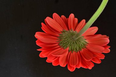 gerbera çiçeği siyah arkaplanda