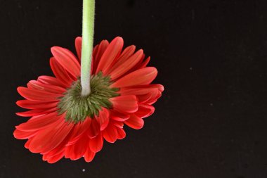 gerbera çiçeği siyah arkaplanda