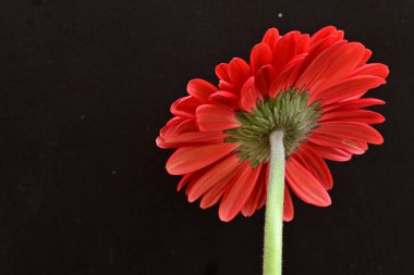 gerbera çiçeği siyah arkaplanda
