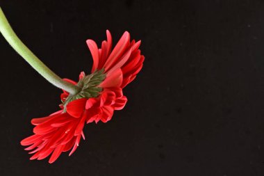 gerbera çiçeği siyah arkaplanda