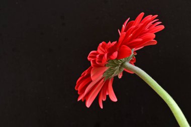 gerbera çiçeği siyah arkaplanda