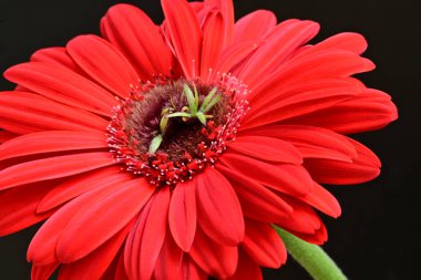 gerbera çiçeği siyah arkaplanda