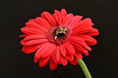 gerbera çiçeği siyah arkaplanda