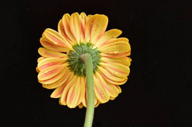 gerbera çiçeği siyah arkaplanda