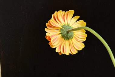 gerbera çiçeği siyah arkaplanda