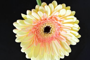 gerbera çiçeği siyah arkaplanda