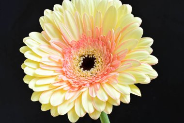 gerbera çiçeği siyah arkaplanda