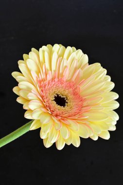 gerbera çiçeği siyah arkaplanda