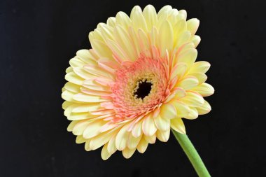 gerbera çiçeği siyah arkaplanda