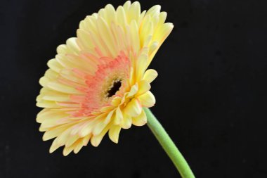gerbera çiçeği siyah arkaplanda