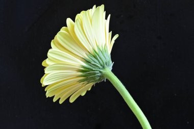 gerbera çiçeği siyah arkaplanda