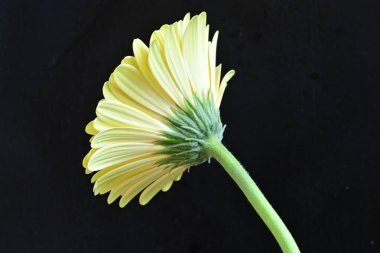 gerbera çiçeği siyah arkaplanda