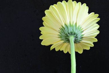 gerbera çiçeği siyah arkaplanda