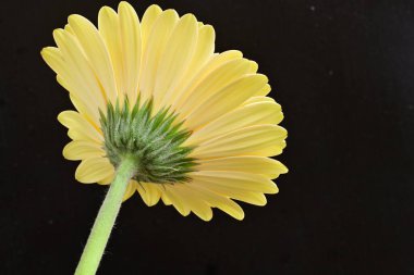 gerbera çiçeği siyah arkaplanda