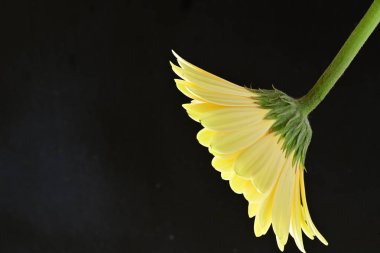 gerbera çiçeği siyah arkaplanda