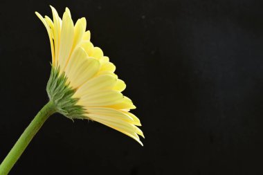 gerbera çiçeği siyah arkaplanda