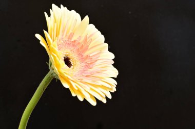 Güzel turuncu Gerbera çiçeği, yaklaş.