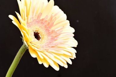 gerbera çiçeği siyah arkaplanda