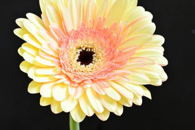 gerbera çiçeği siyah arkaplanda