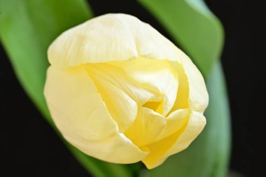 Sarı lale siyah arkaplanı kapat 