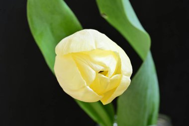 Sarı lale siyah arkaplanı kapat 