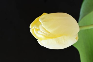 Sarı lale siyah arkaplanı kapat 