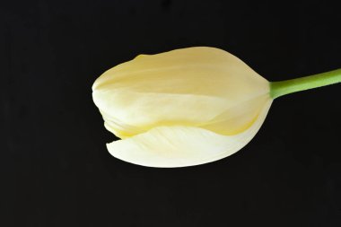 Sarı lale siyah arkaplanı kapat 