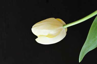 Siyah arka planda güzel beyaz çiçekler