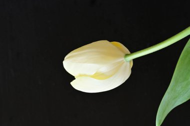 Sarı lale siyah arkaplanı kapat 