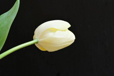 Sarı lale siyah arkaplanı kapat 