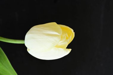 Sarı lale siyah arkaplanı kapat 