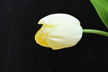 Sarı lale siyah arkaplanı kapat 