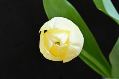 Sarı lale siyah arkaplanı kapat 