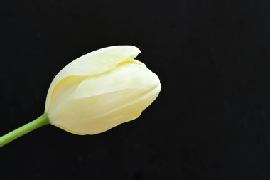 Sarı lale siyah arkaplanı kapat 