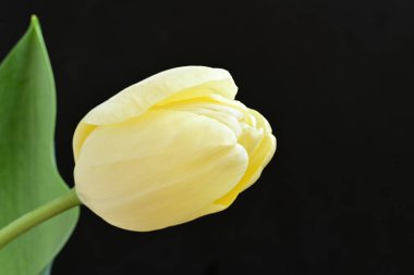 Sarı lale siyah arkaplanı kapat 