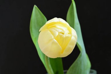 Sarı lale siyah arkaplanı kapat 