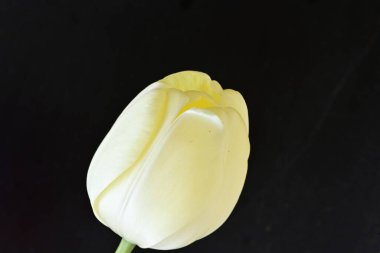 Sarı lale siyah arkaplanı kapat 